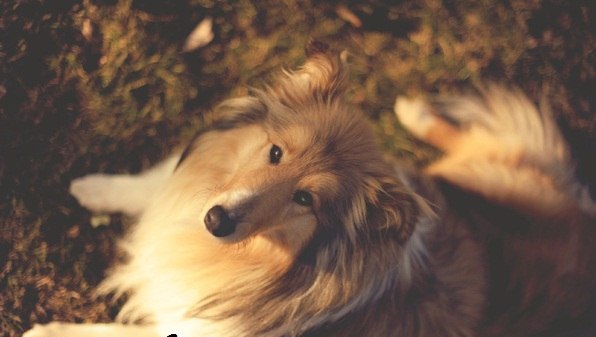 fotografías de un perro de raza pastor escocés