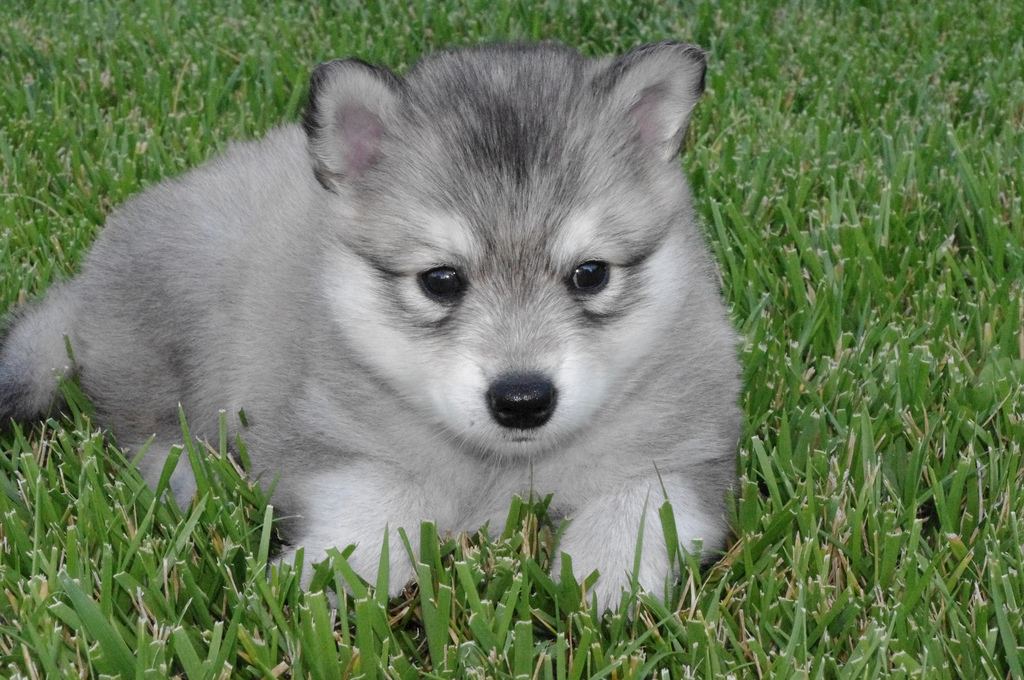 cachorro de Alaskan Klee Kai