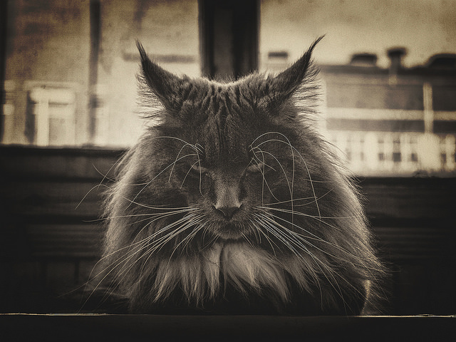Maine Coon