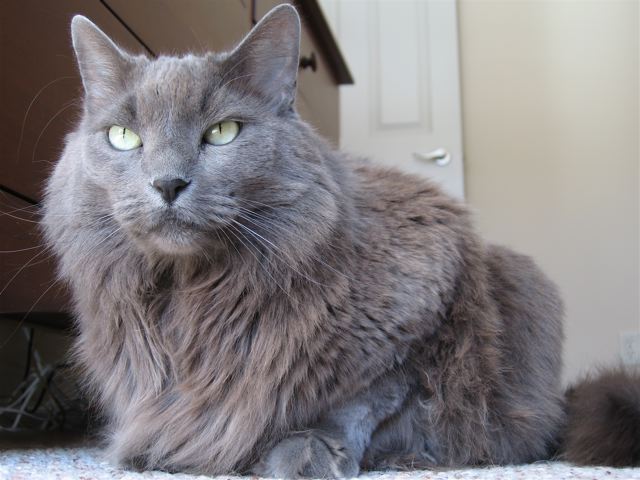 descripción de los gatos de raza Nibelung