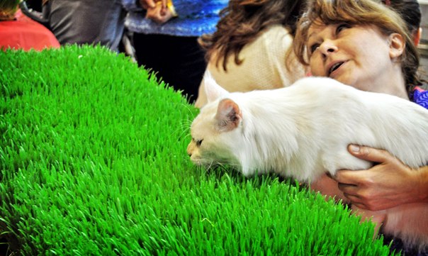 exposición de perros, adónde ir con niños, animales