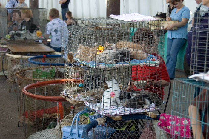 tomar un gatito de la calle, tomar un gatito de particulares, comprar un gatito, compra de gatitos por anuncio, comprar un gatito en el mercado, tomar un gatito en un criadero