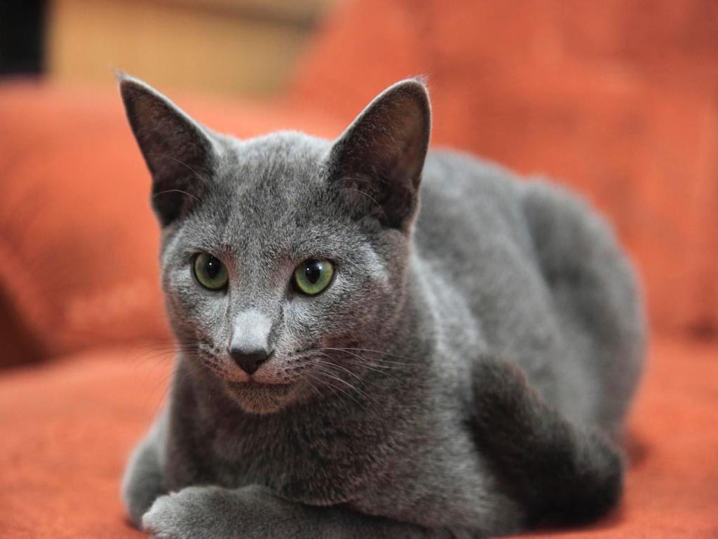 Características generales de los gatos de raza azul ruso