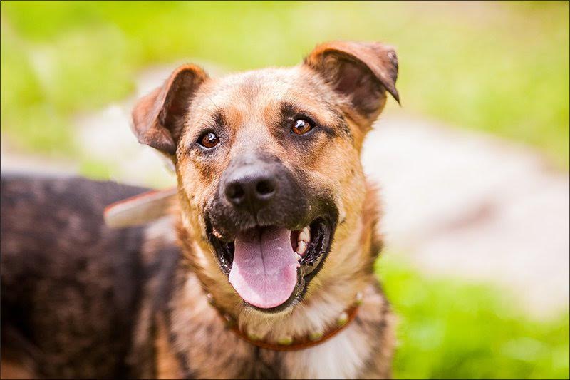 perro participante de la exposición