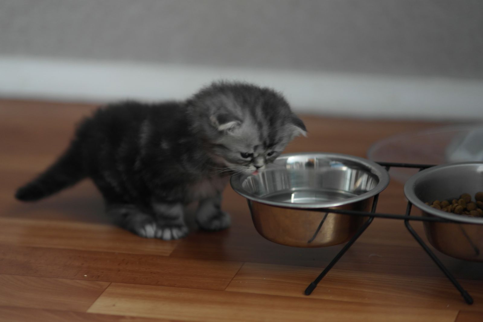 Qué alimentar a un gatito británico