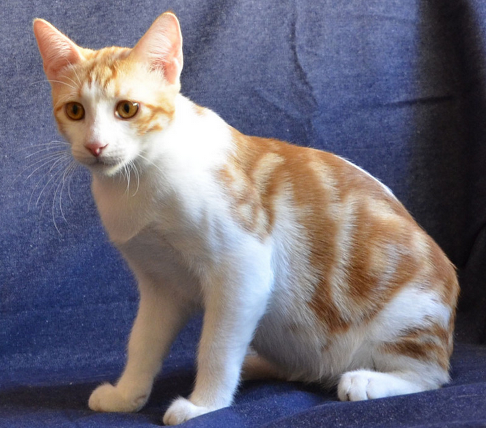 gato anatolio