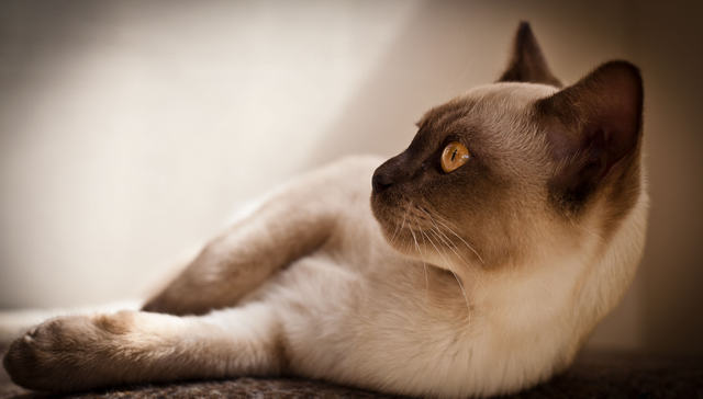 gato burmés en foto