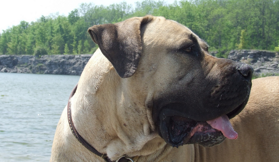 Boerboel sudafricano en foto