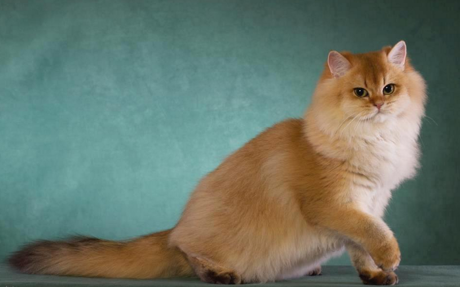 Gato británico de pelo largo dorado chinchilla