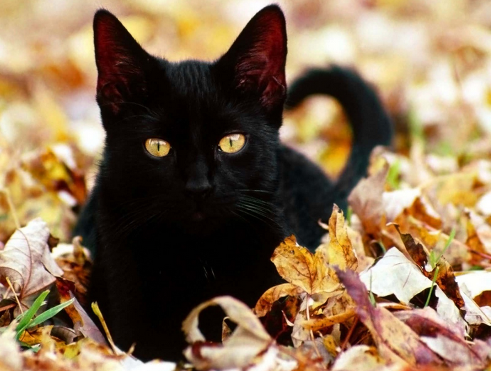 foto de gato de Bombay