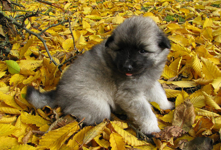 cachorro de keeshond