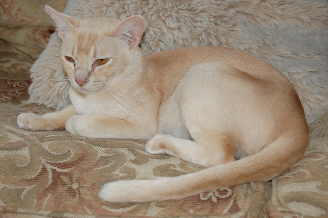 Gato burmés rojo