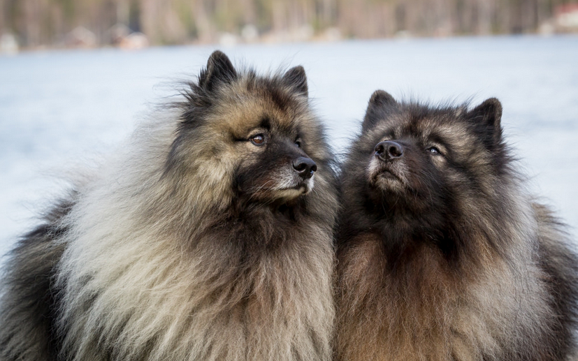 Keeshond (wolfspitz) foto en invierno