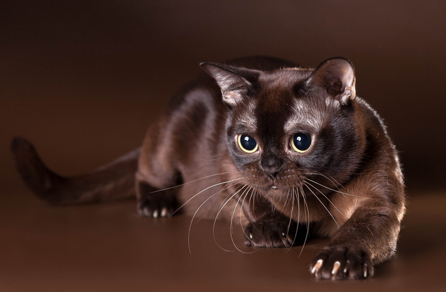 Gato burmés sable