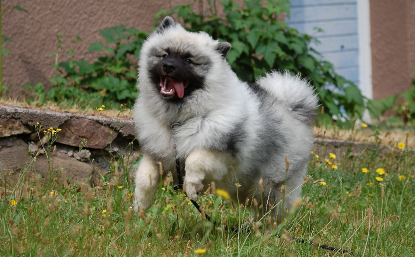 Keeshond (wolfspitz) ejemplar joven