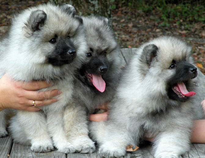 cachorros de wolfspitz
