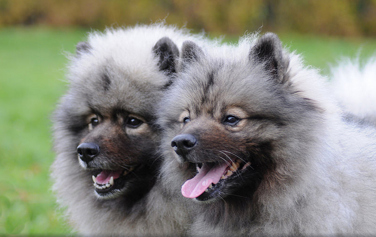 Keeshond