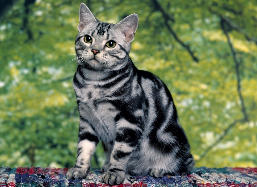 Americano de pelo corto tabby