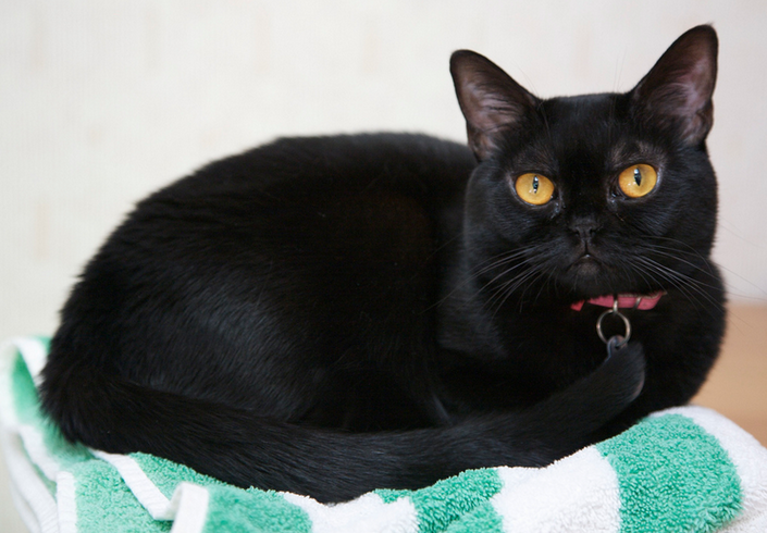 Gato de Bombay
