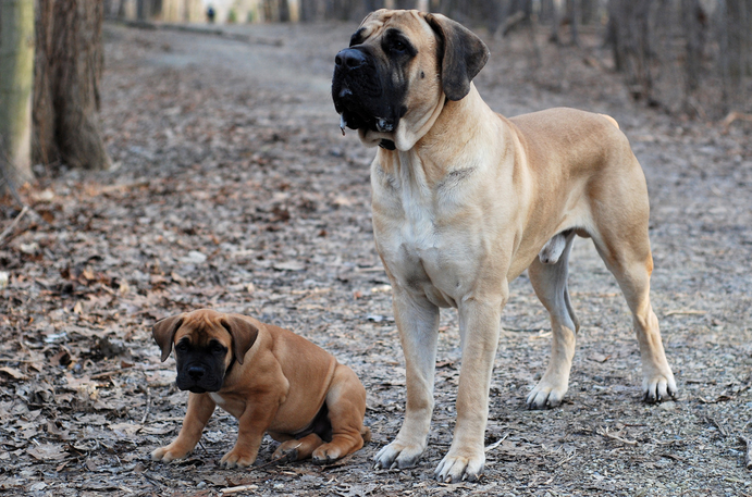 Boerboel sudafricano y cachorro