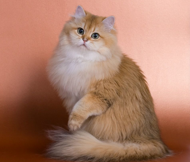 Estándar del British Longhair