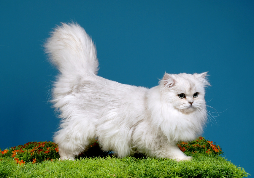 Gato británico de pelo largo chinchilla