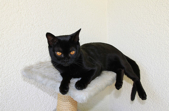 gato de Bombay