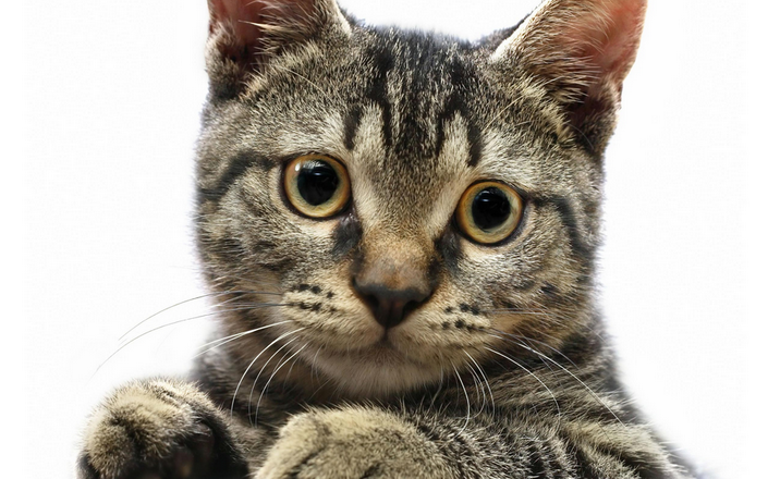 Gato Americano de pelo duro