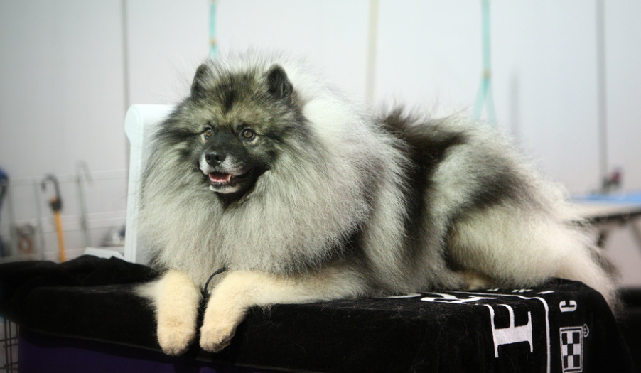 Keeshond (wolfspitz)