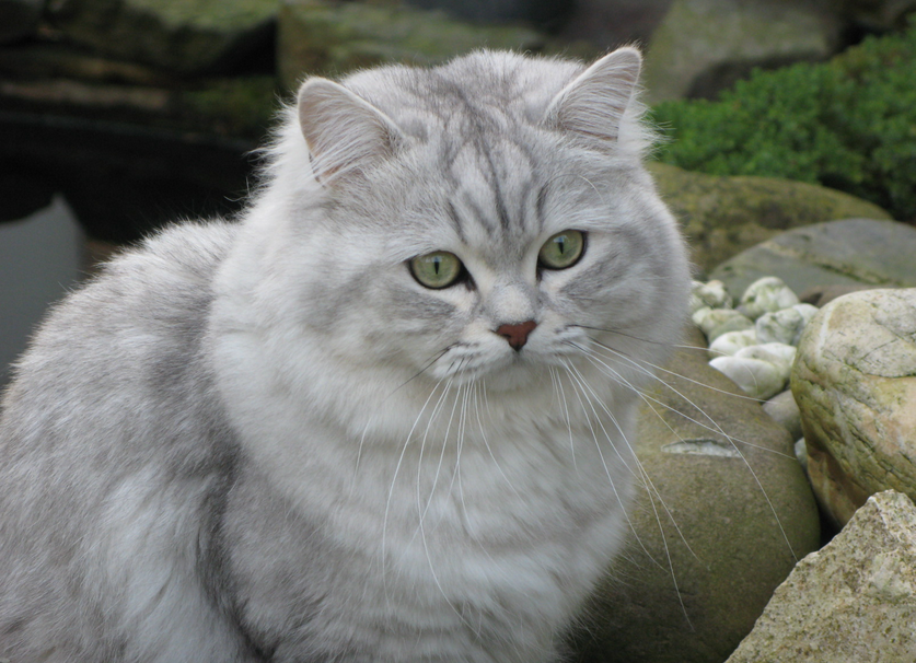 Gato británico plateado chinchilla