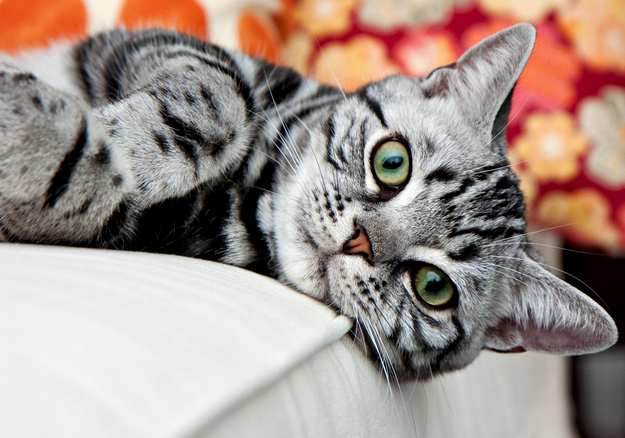 Imagen de gato americano de pelo corto