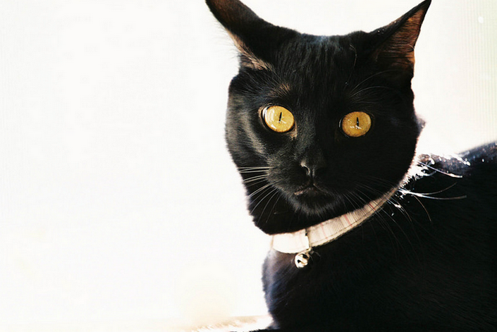 primer plano de un gato de Bombay