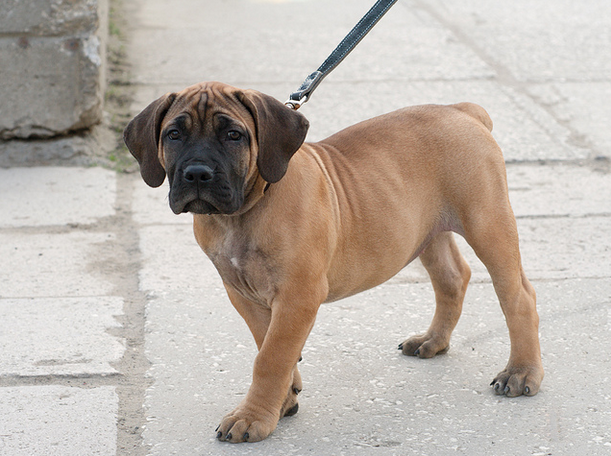 cachorro de boerboel sudafricano