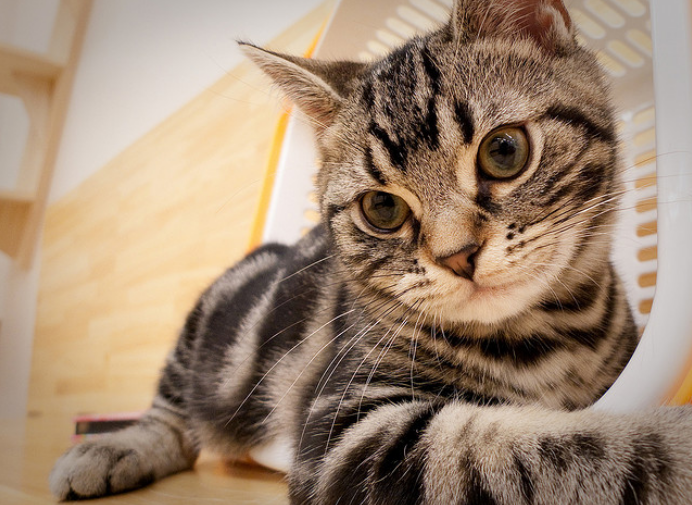 American Shorthair