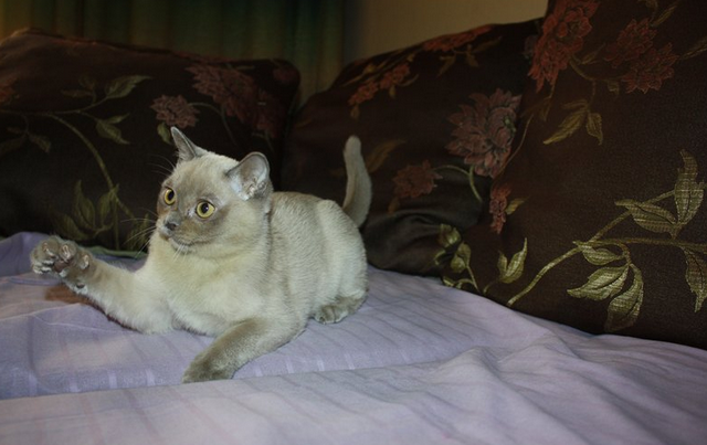 Gato burmés lila