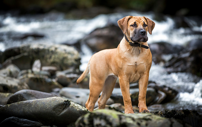 boerboel sudafricano joven