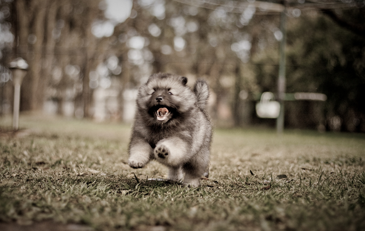 alegre cachorro de keeshond