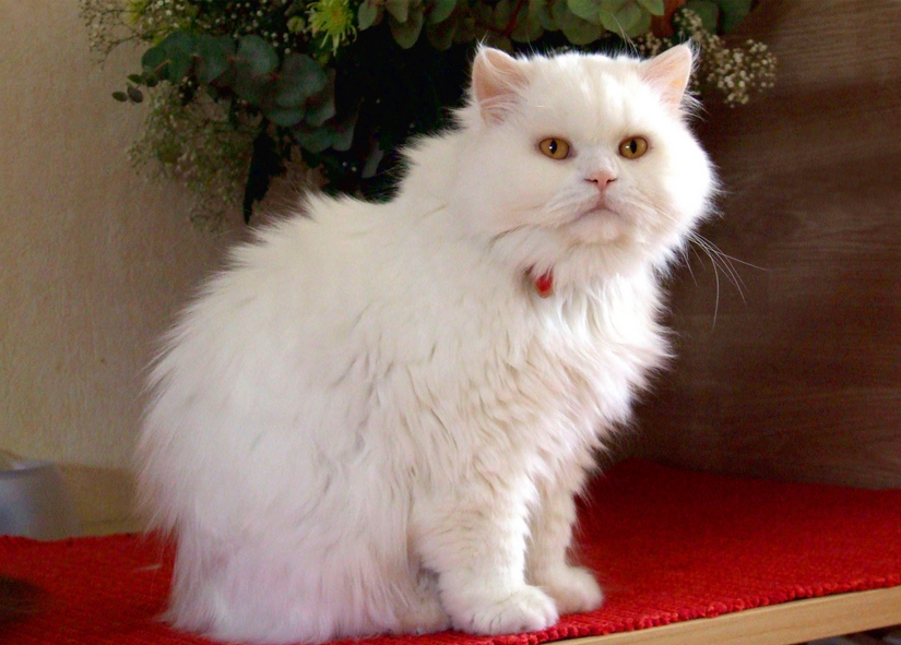 Gato británico blanco de pelo largo