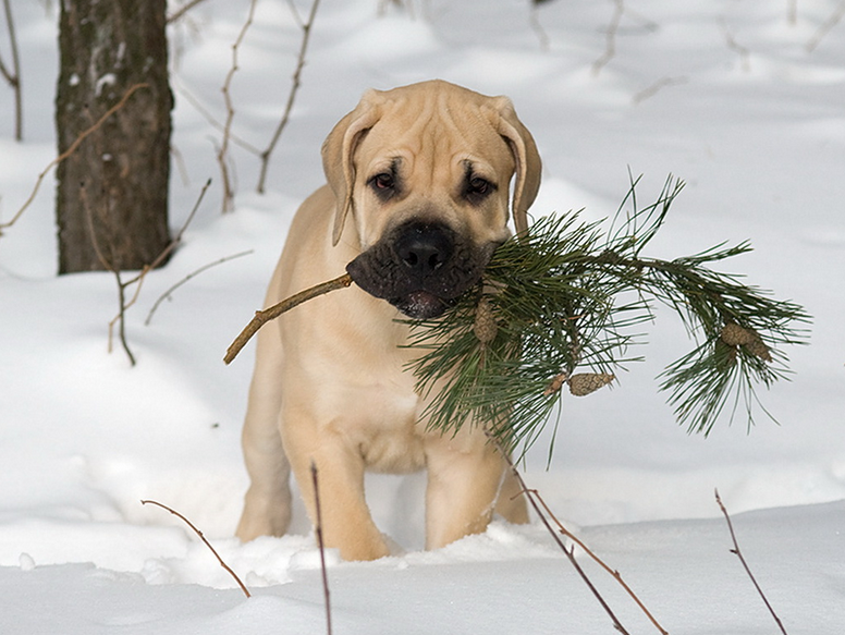 Boerboel sudafricano en la nieve