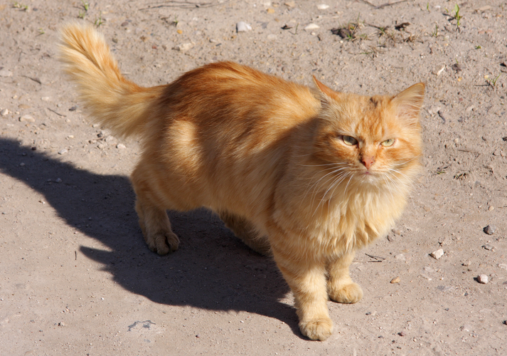 Gato británico de pelo largo rojo