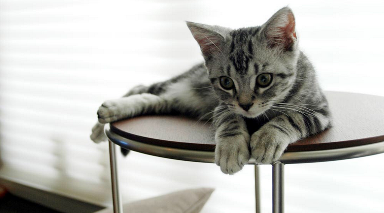 gatito americano de pelo corto