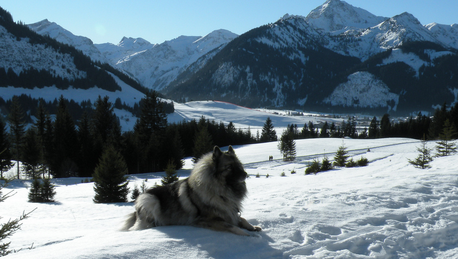 Keeshond (wolfspitz) foto en la montaña