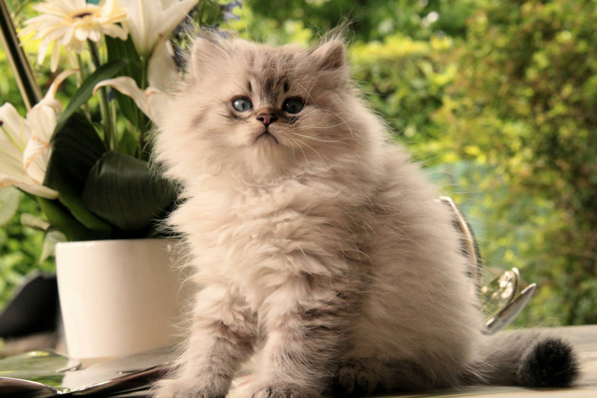 Cuidado de los gatos británicos