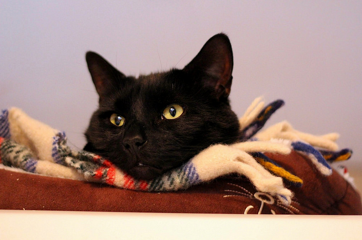 carácter del gato de Bombay