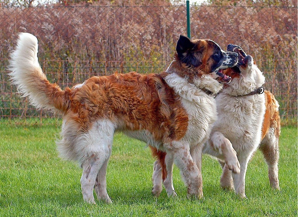 Raza de perro guardián de Moscú