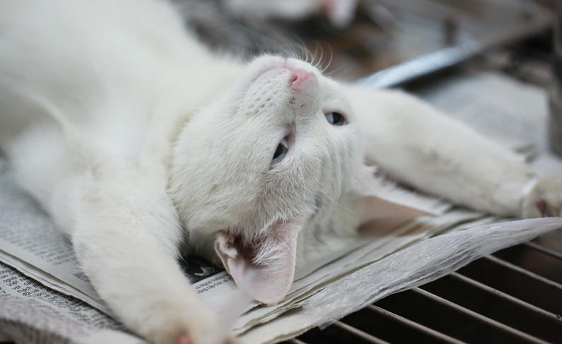 esterilización de gatas