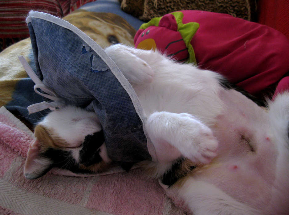 esterilización de gatas
