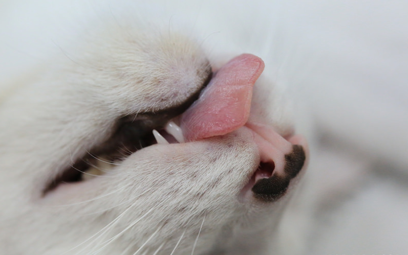 esterilización de gatas
