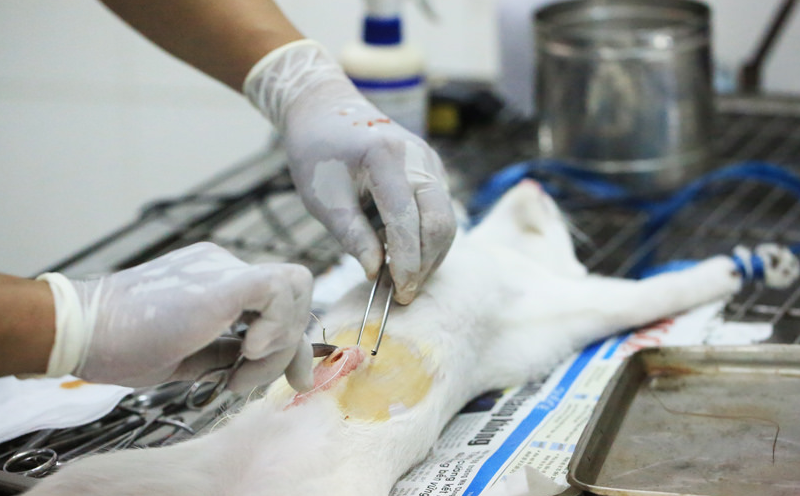 esterilización de gatas