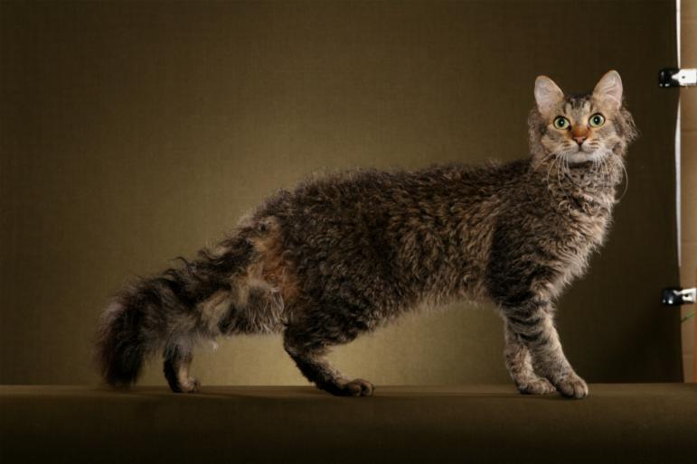 Cuidado de los gatos Laperm